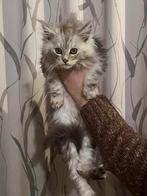 Maine Coon, Animaux & Accessoires, Plusieurs animaux, Avec pedigree, 0 à 2 ans