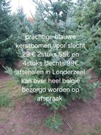 Super lot kerstbomen nu zaterdag 22nov te londerzeel tekoop, Ophalen of Verzenden