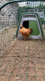 Zijdehoen, Dieren en Toebehoren, Pluimvee, Mannelijk, Kip