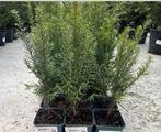 ‼️Taxus baccata aan promoprijzen ‼️, Tuin en Terras, Ophalen