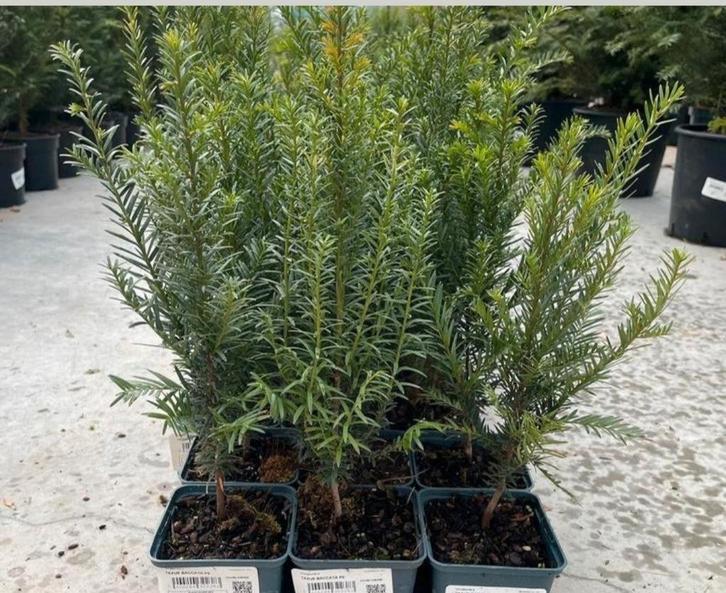 ‼️Taxus baccata aan promoprijzen ‼️, Tuin en Terras, Planten | Tuinplanten, Ophalen