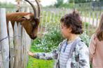Dwerggeiten dwerggeitjes, geiten vele kleuren, Meerdere dieren, Geit, 0 tot 2 jaar