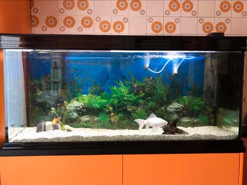 Fusion-aquarium 500l, Dieren en Toebehoren, Vissen | Aquaria en Toebehoren, Gebruikt, Leeg aquarium
