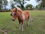Mini paartje veulen merrie, Dieren en Toebehoren, Paarden, Merrie