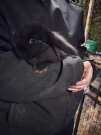 Lief dwergkonijntje, meisje, Femelle, Oreilles tombantes, 0 à 2 ans