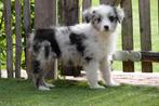 Chiots Bergers australiens, Plusieurs, Parvovirose, Belgique, Berger