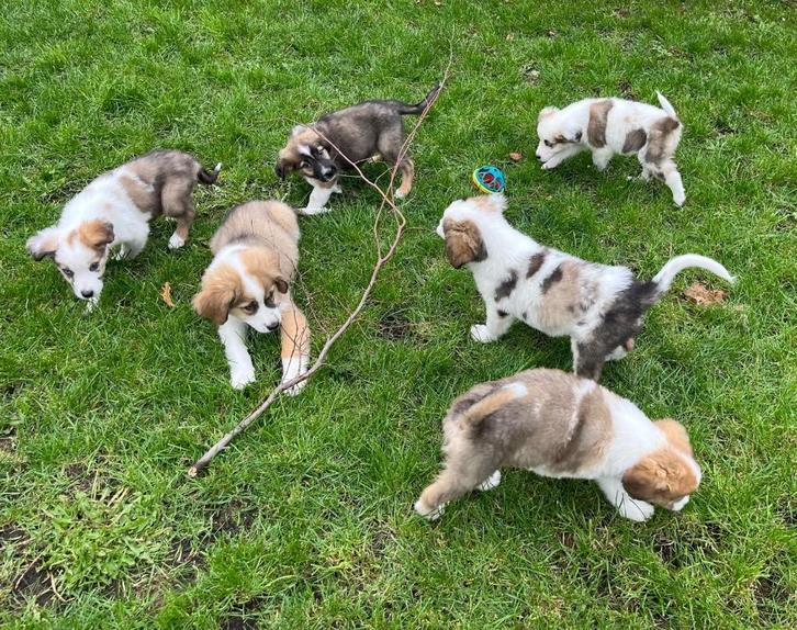 Chiots Border Collie x Saint Bernard super mignons, Animaux & Accessoires, Chiens | Bergers & Bouviers, Plusieurs animaux, Colley