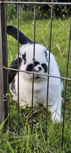 Vlaamse reus x hangoor, Dieren en Toebehoren, Konijnen, Klein, Hangoor