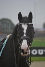 Prachtige holsteiner merrie drachtig, Dieren en Toebehoren, B, Dressuurpaard, Hengst, 11 jaar of ouder