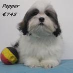 Lhasa Apso - Belgische pups te koop, België, CDV (hondenziekte), 8 tot 15 weken, Meerdere