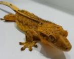 Geckos à cils, Lézard, 0 à 2 ans