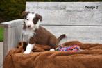 Bruin witte Border Collie pup, Animaux & Accessoires, Chiens | Bergers & Bouviers, Parvovirose, Plusieurs, Belgique, 8 à 15 semaines