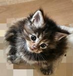 Raszuivere Maine-coon kittens met stamboom, Animaux & Accessoires, Chats & Chatons | Chats de race | Poil long, Plusieurs animaux