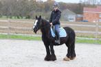 Zwarte brede irish cob, Merrie