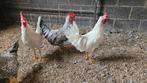 Jonge Marans , cream legbar en leghorn hanen te koop, Dieren en Toebehoren