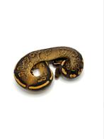 1.0 wookie black pastel gravel/spark het clown, Dieren en Toebehoren, Reptielen en Amfibieën