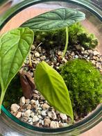 Terrarium met Alocasia plant, Ophalen