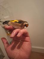 Putterparva, Dieren en Toebehoren, Vogels | Overige Vogels