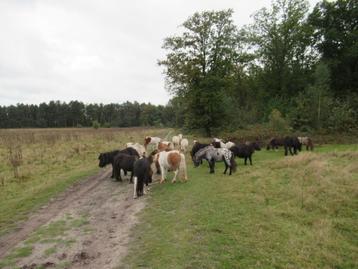 Ruime keuze uit ruintjes beschikbaar voor biedingen