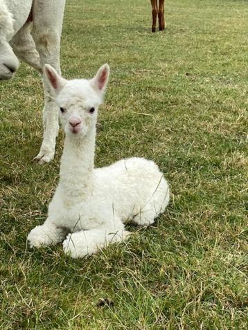 alpaca hengstje beschikbaar voor biedingen