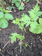 Plantjes roomse kervel, Tuin en Terras, Ophalen