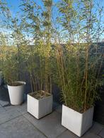 Exotische planten verschillende soorten, Tuin en Terras, Planten | Tuinplanten, Ophalen