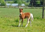 Exclusief AMHA/nmprs minipaard veulen, Dieren en Toebehoren, Minder dan 160 cm, Gechipt, Niet van toepassing, 0 tot 2 jaar