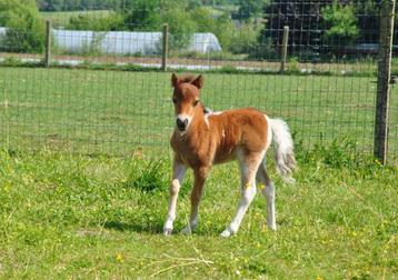 Exclusief AMHA/nmprs minipaard veulen, Moins de 160 cm, 0 à 2 ans, Cheval de récréation, Vermifugé