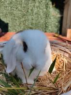NHD-minilop Ram geënt, gecastreerd met gezondheidsboekje, Dieren en Toebehoren, Konijnen, Mannelijk, Dwerg, Hangoor, 0 tot 2 jaar