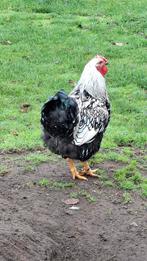 Wyandotte haan, Dieren en Toebehoren, Pluimvee, Mannelijk, Kip