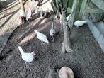 Sebright kippetjes