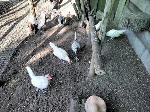 Sebright kippetjes, Dieren en Toebehoren, Pluimvee