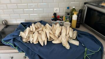 Sepia schelpen beschikbaar voor biedingen