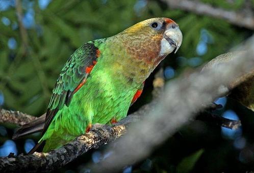 Hallo wie kan help jonge nest on tamte maken 8 a 10 weken ., Dieren en Toebehoren, Vogels | Parkieten en Papegaaien