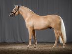 Gezocht onbeleerde D of E pony vanaf 4 jaar, Dieren en Toebehoren, Paarden, Minder dan 160 cm, Gechipt, Ruin, Dressuurpaard