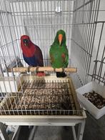 Koppel Edelpapegaaien, Dieren en Toebehoren, Meerdere dieren, Papegaai, Geringd