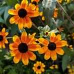 Rudbeckia 'Prairie glow', Enlèvement, Plante fixe