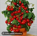 cherrytomaten en balkontomaten gezocht in de buurt van lier, Ophalen of Verzenden