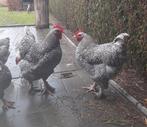 Mechelse koekoek foktoom, Dieren en Toebehoren, Pluimvee