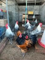 Vorwerk / Zilverbrakel raszuiver, Dieren en Toebehoren, Pluimvee