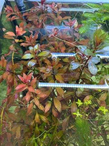 Aquaruim planten, Dieren en Toebehoren, Vissen | Aquariumvissen