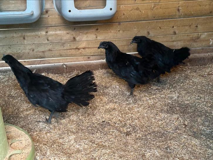 Ayan cemani kippen, Dieren en Toebehoren, Pluimvee
