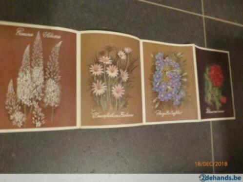 Eremurus Robustus + Dinorphotheca Barberirae+ Anagallis.., Antiek en Kunst, Kunst | Etsen en Gravures, Ophalen of Verzenden