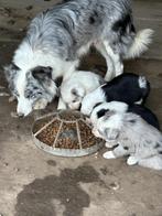 Border colli pups, Dieren en Toebehoren, Honden | Herdershonden en Veedrijvers, België, Fokker | Hobbymatig, CDV (hondenziekte)