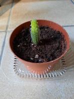 Cactus stekje, Ophalen, Minder dan 100 cm, Volle zon, In pot