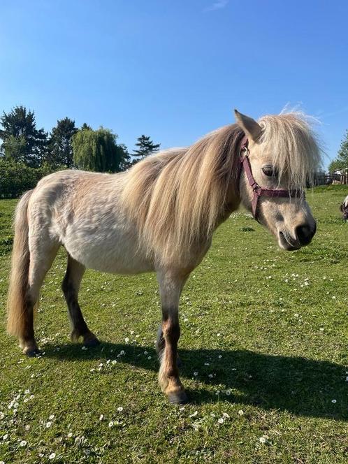 Prachtig minipaardje, Dieren en Toebehoren, Pony's, Merrie, Niet van toepassing, Recreatiepony, 3 tot 6 jaar, Met stamboom, Gechipt