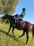 Merrie d pony, Dieren en Toebehoren, Merrie