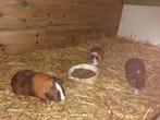 Beertjes Cavia's, Dieren en Toebehoren, Juni, Mannelijk, Cavia