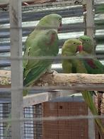 Perruche Alexander, Animaux & Accessoires