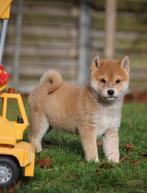 Shiba Inu, Dieren en Toebehoren, Honden | Poolhonden, Keeshonden en Oertypen, België, Overige rassen, CDV (hondenziekte), 8 tot 15 weken